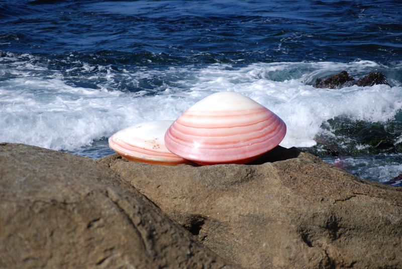Coquillages sur rocher